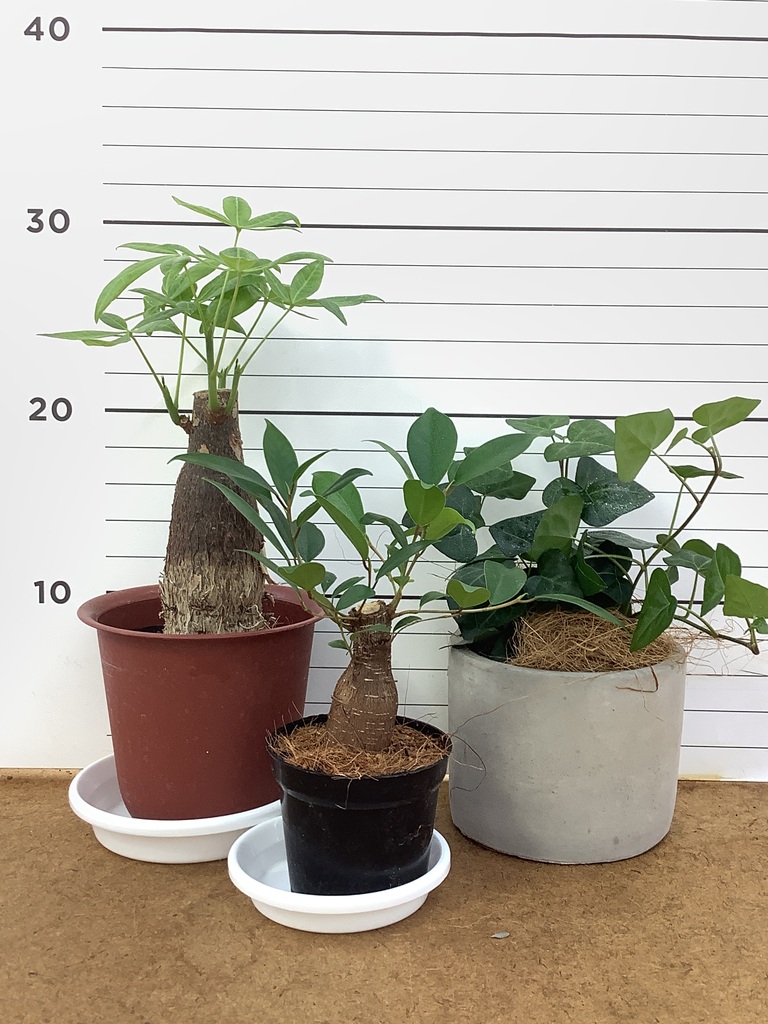 観葉植物 初心者にもおすすめお試し3点セット(パキラ 4号 観葉植物 初心者にもおすすめお試し3点セット(パキラ 4号