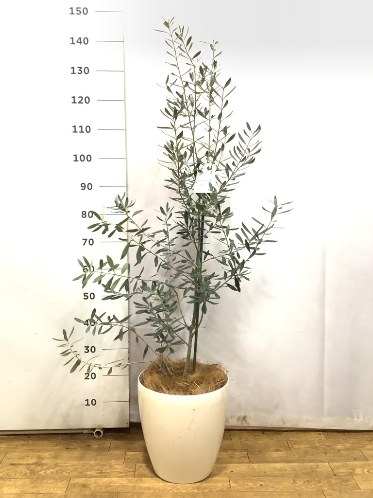 オリーブの木 1点もの（現品・現物） | 観葉植物通販HitoHana(ひとはな)