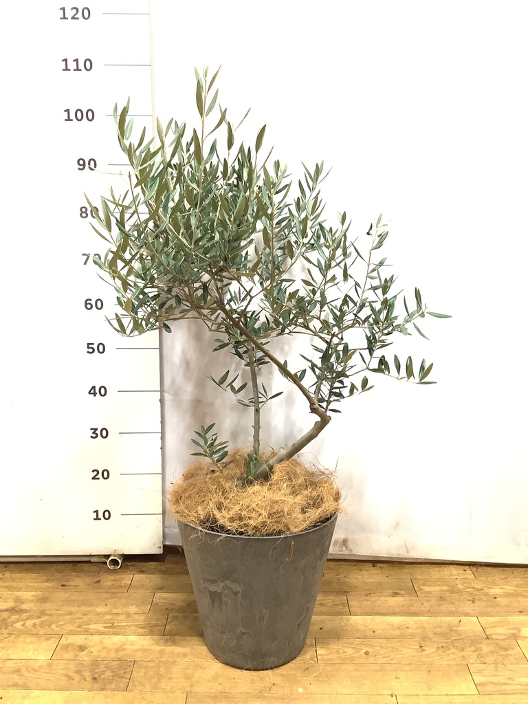 観葉植物 オリーブ 8号 創樹 リブバスケットNatural and Black 付き