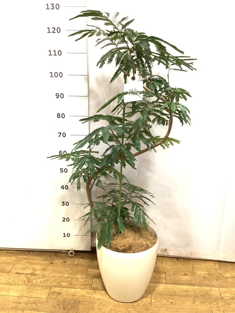 エバーフレッシュ 8号 1 観葉植物 エバーフレッシュ（8号鉢）｜HanaPrime（ハナプライム）