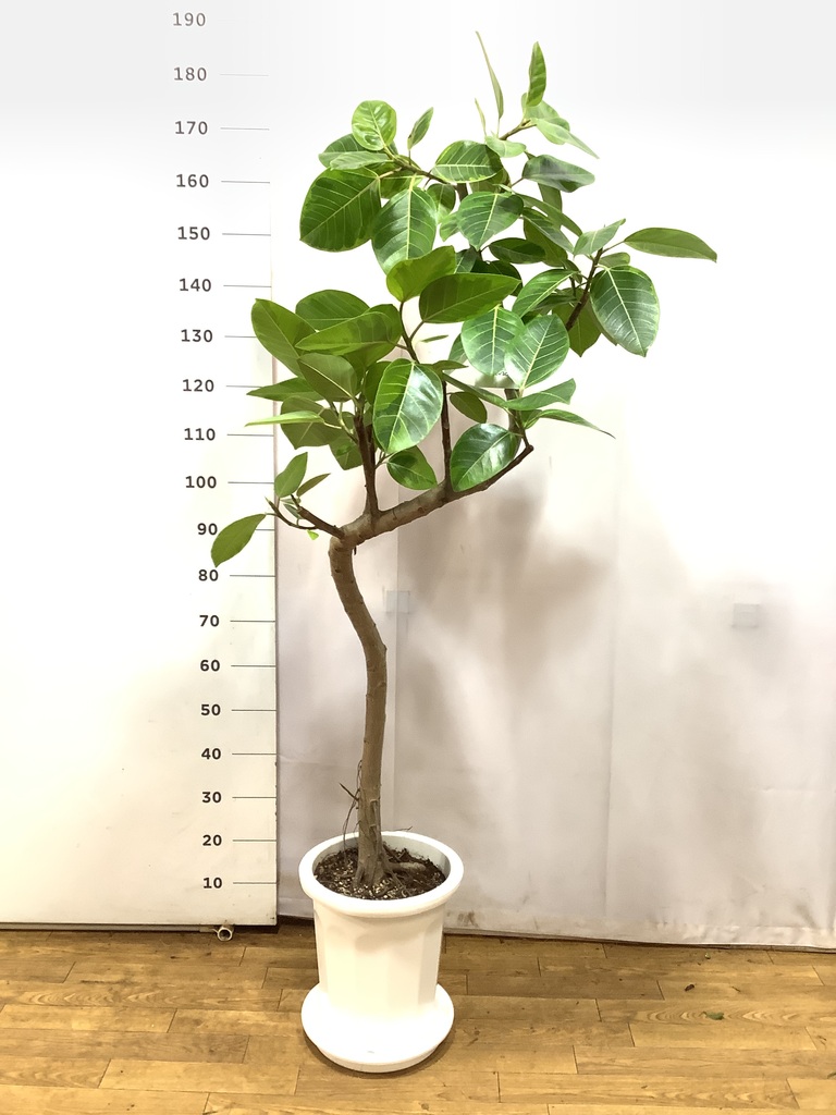 観葉植物 フィカス アルテシーマ 10号 曲り プラスチック鉢 | 観葉植物
