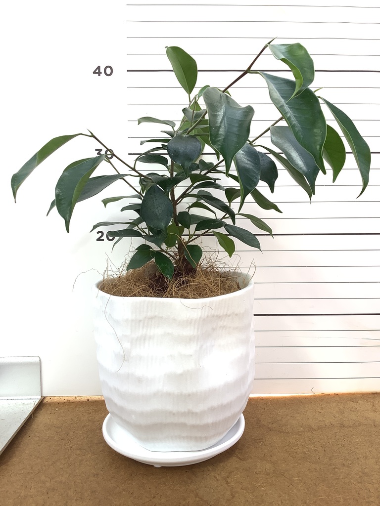 ガジュマル 4号 | 観葉植物の通販ならHitoHana（ひとはな）