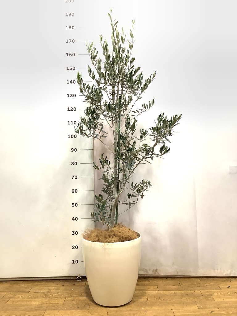 オリーブの木 10号 | 観葉植物 | 送料無料でお届け - Hitohana オリーブの木 10号 | 観葉植物 | 送料無料でお届け - Hitohana