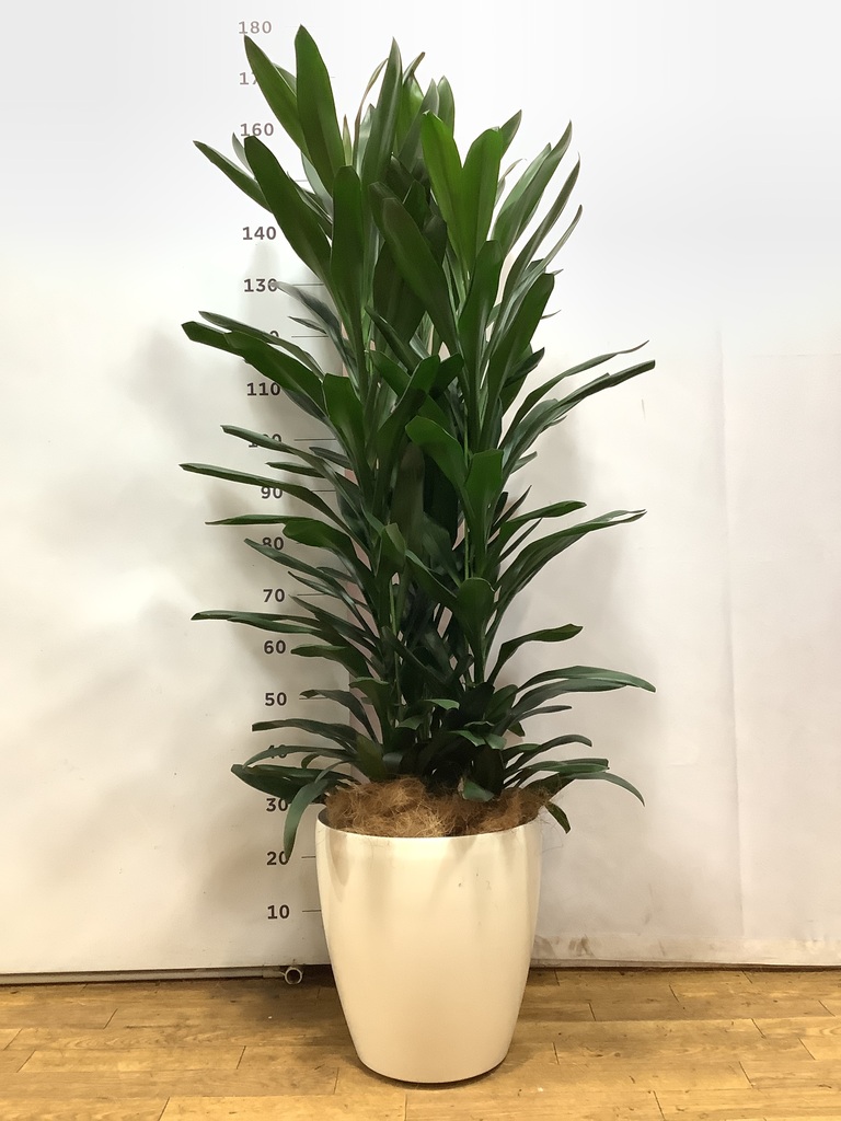 ドラセナ・グローカル 観葉植物 ドラセナ グローカル 10号 ラスターポット 付き | 観葉植物