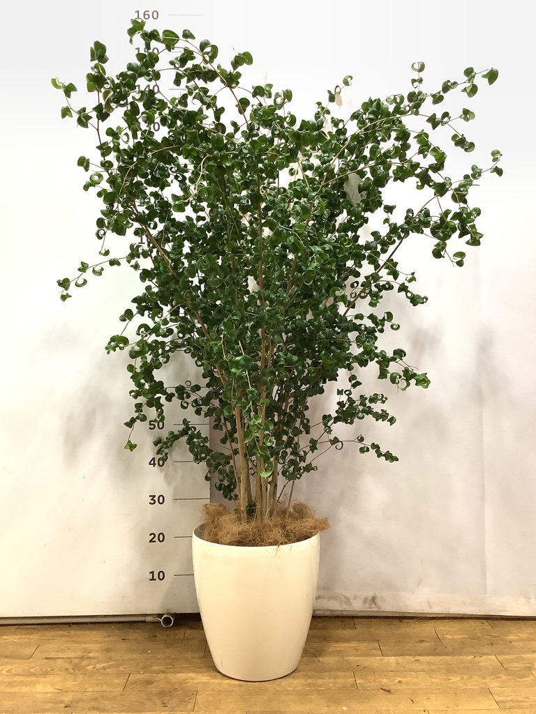 観葉植物 フィカス ベンジャミン 8号 バロック ラスターポット 付き