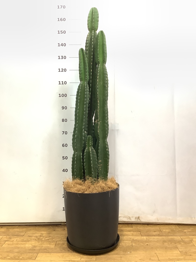 柱サボテン 1点もの（現品・現物） | 観葉植物通販HitoHana(ひとはな)