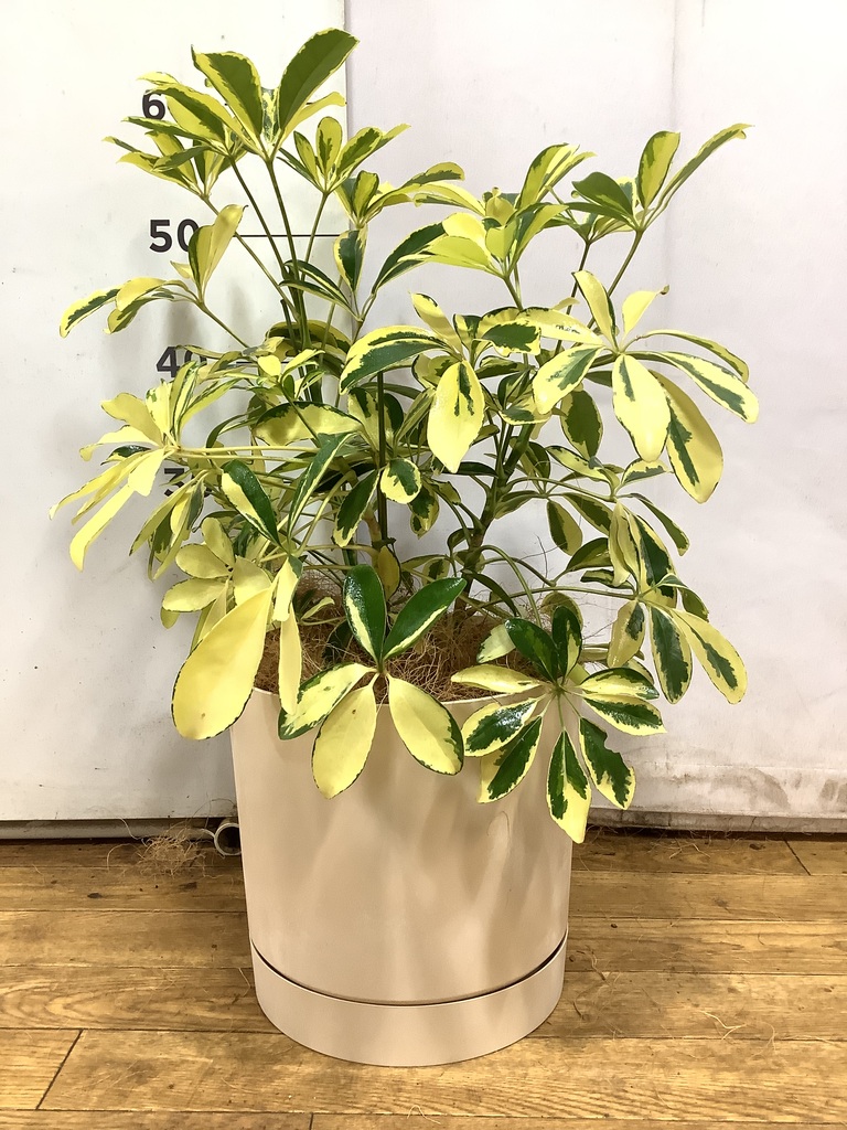 観葉植物 シェフレラ（カポック） 5号 斑入り エルナ 0 B 付き | 観葉