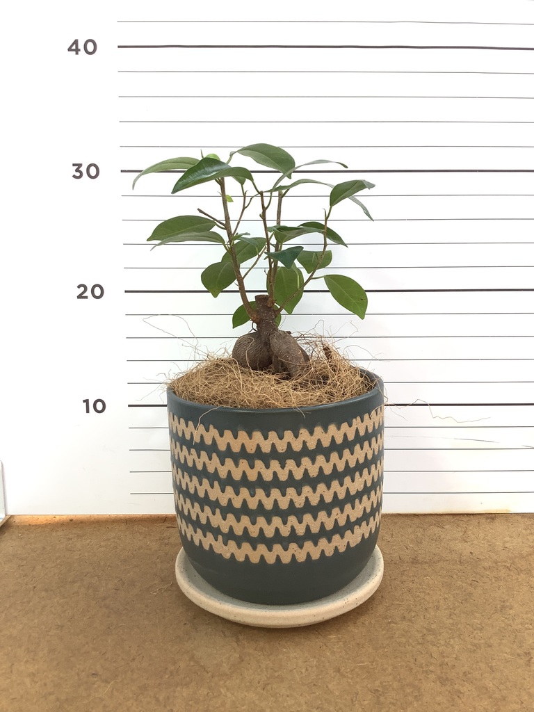 ガジュマル パンダ 4号 | 観葉植物通販HitoHana(ひとはな)