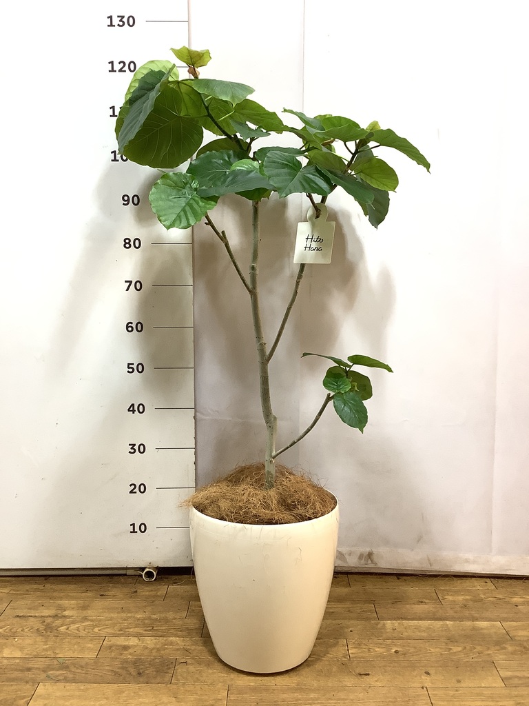 観葉植物 フィカス ウンベラータ 風水 | HitoHana（ひとはな）