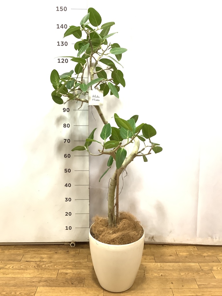 フィカス ベンガレンシス 曲がり | 観葉植物の通販ならHitoHana