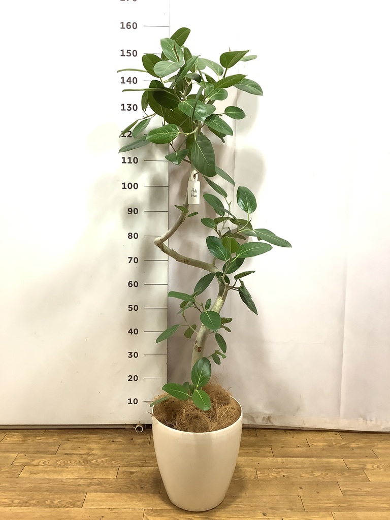 フィカス ベンガレンシス 1点もの（現品・現物） | 観葉植物 | 送料