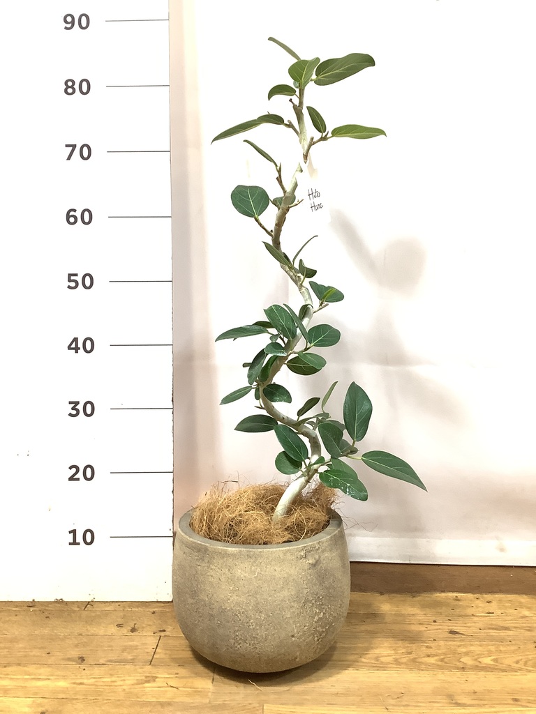 フィカス ベンガレンシス 曲がり | 観葉植物の通販ならHitoHana