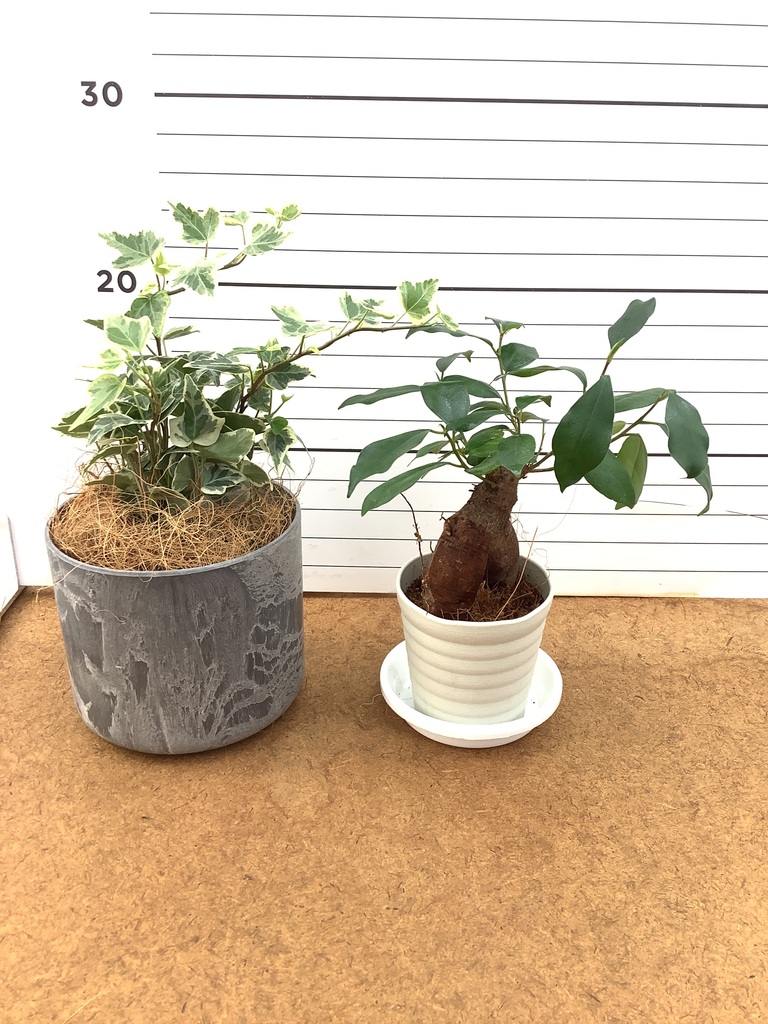 ガジュマル パンダ 4号 | 観葉植物通販HitoHana(ひとはな)