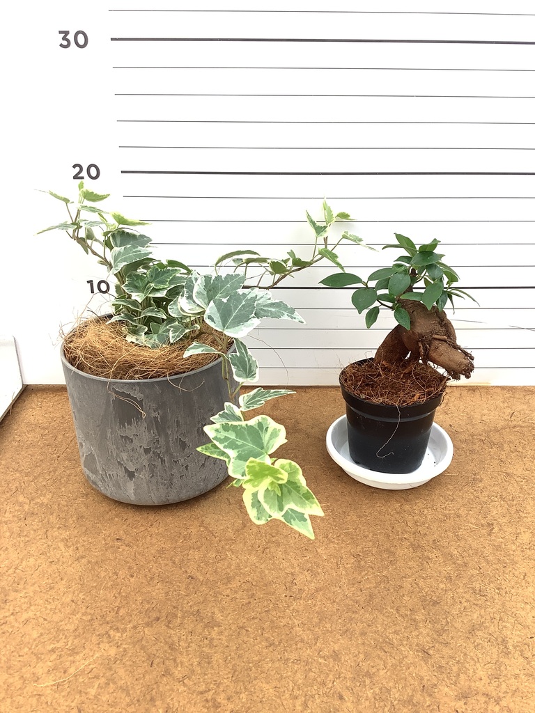 観葉植物 初心者にもおすすめお試し2点セット（ガジュマル 3号