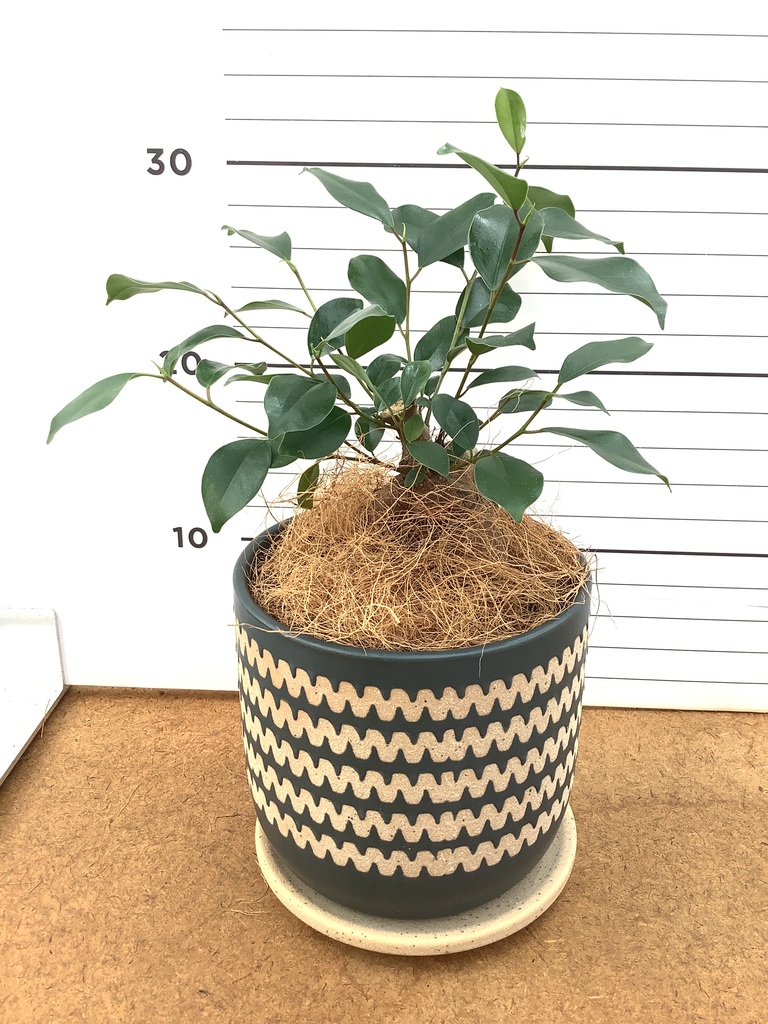 ガジュマル 4号 | 観葉植物の通販ならHitoHana（ひとはな）