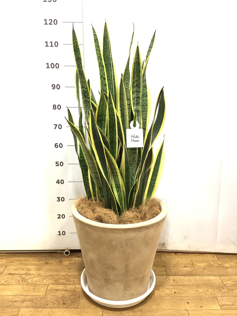 観葉植物 サンスベリア 10号 トラノオ ジュピター 黒 付き | 観葉植物