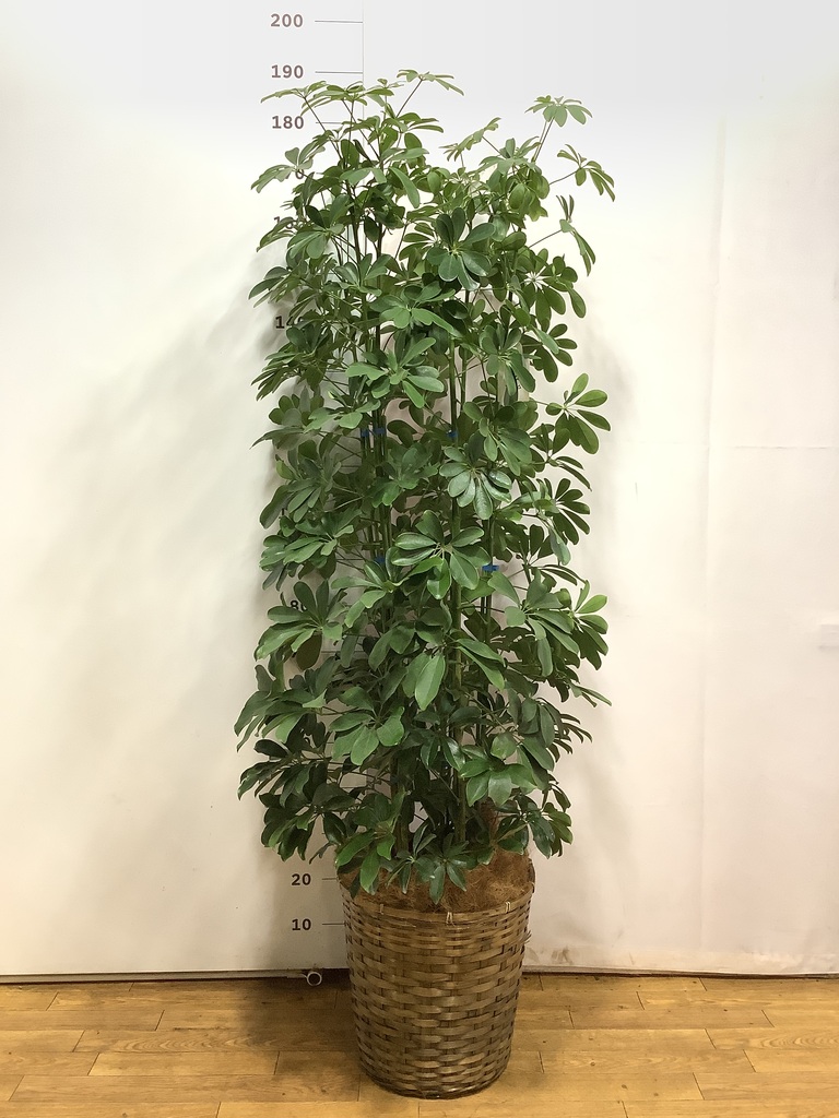 観葉植物 カポック（シェフレラ） 10号 ノーマル 竹バスケット 付き