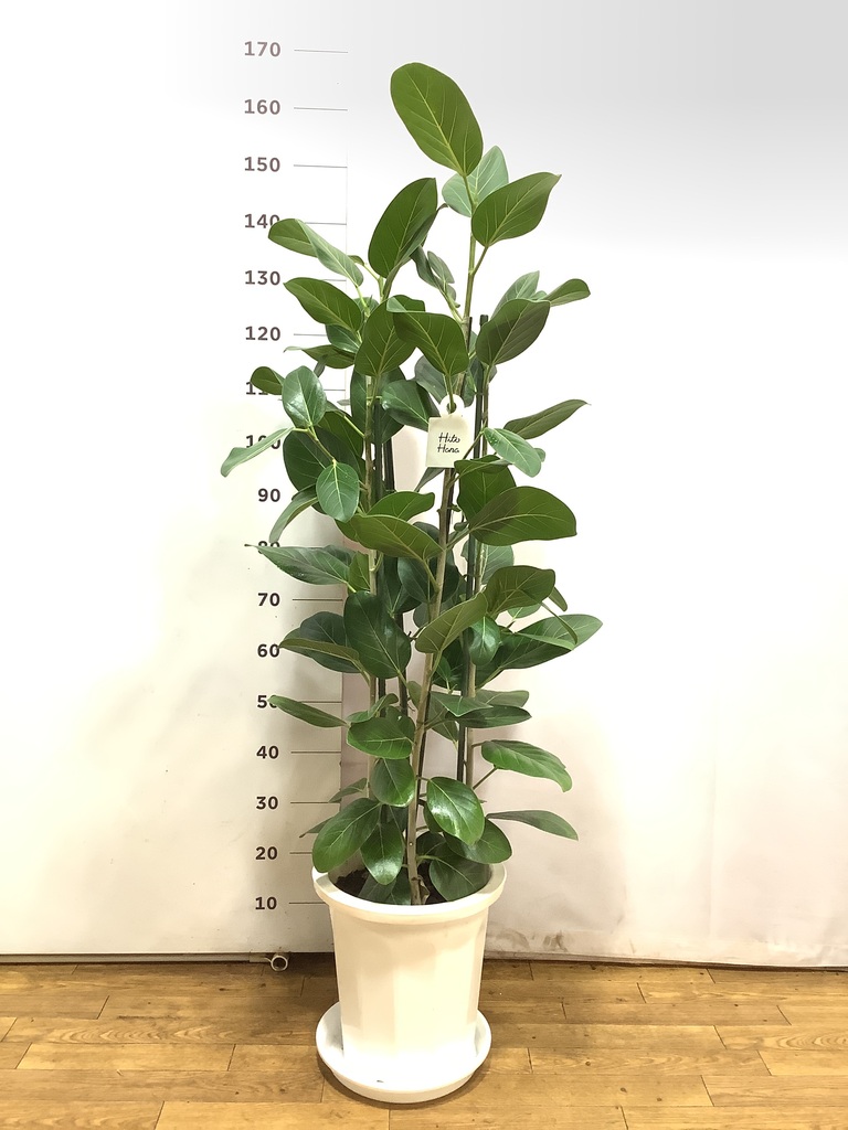 観葉植物 フィカス ベンガレンシス 10号 寄せ アートストーン ラウンド