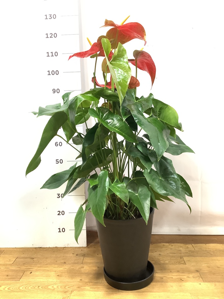 アンスリウム 10号 | 観葉植物通販HitoHana(ひとはな)