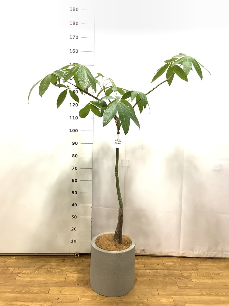 観葉植物 パキラ 7号 パラソル プラスチック鉢 | 観葉植物ならHitoHana
