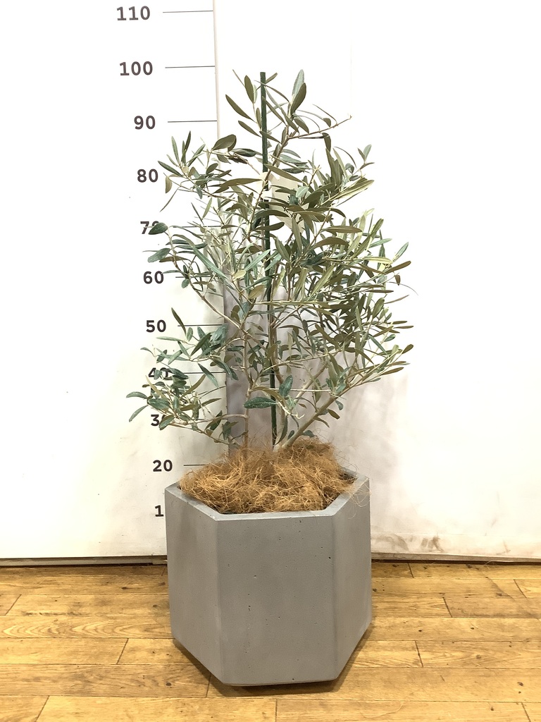 観葉植物 オリーブの木 8号 デルモロッコ 竹バスケット 付き / 小倉園
