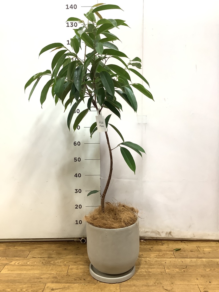 フィカス アムステルキング 写真 | 観葉植物通販HitoHana(ひとはな)