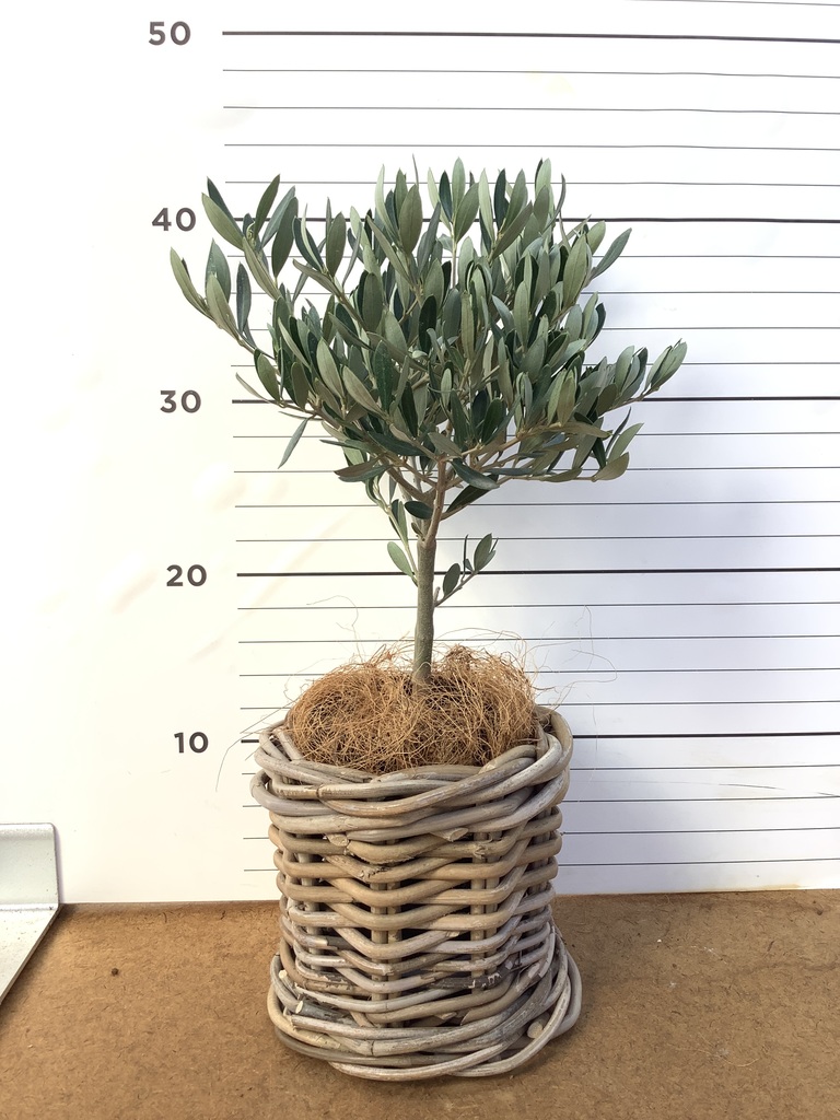 観葉植物 オリーブの木 3号 創樹プラスチック鉢 | 観葉植物なら