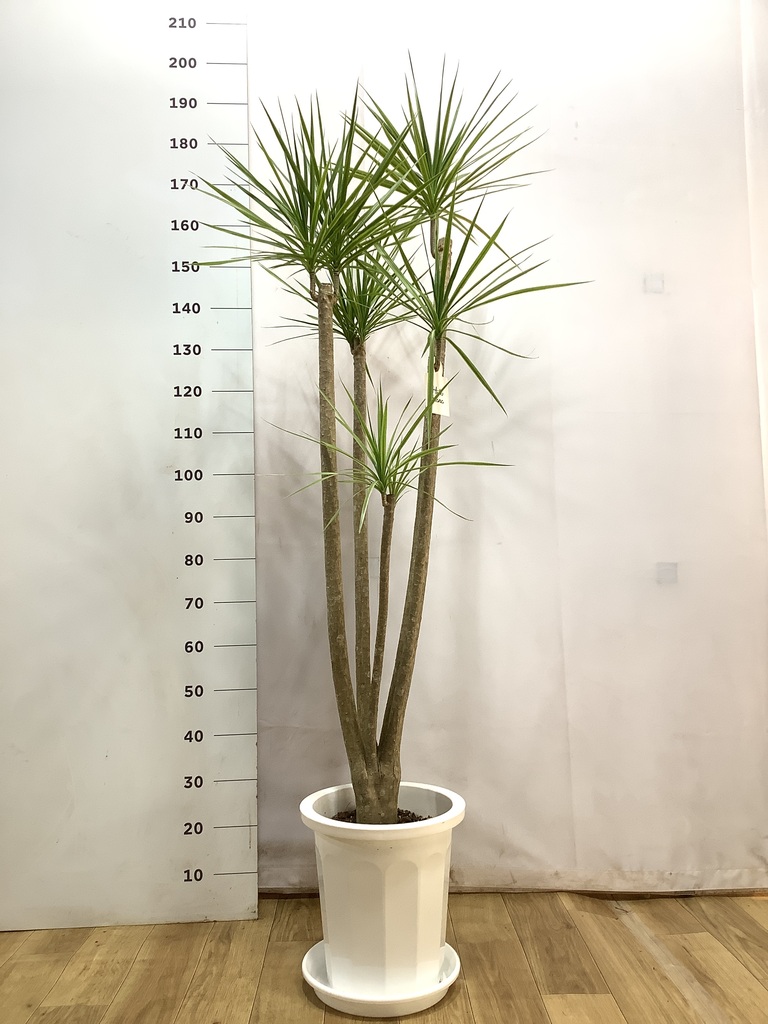 観葉植物 コンシンネ ホワイポリー 10号 ストレート プラスチック鉢
