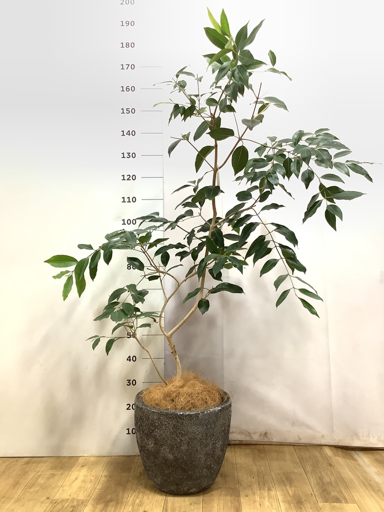 観葉植物 アマゾンオリーブ (ムラサキフトモモ) 8号 アビスソニア