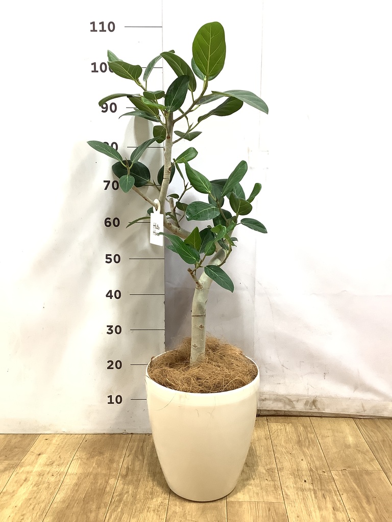 フィカス ベンガレンシス 7号 曲がり | 観葉植物通販 Hitohana（ひとはな）