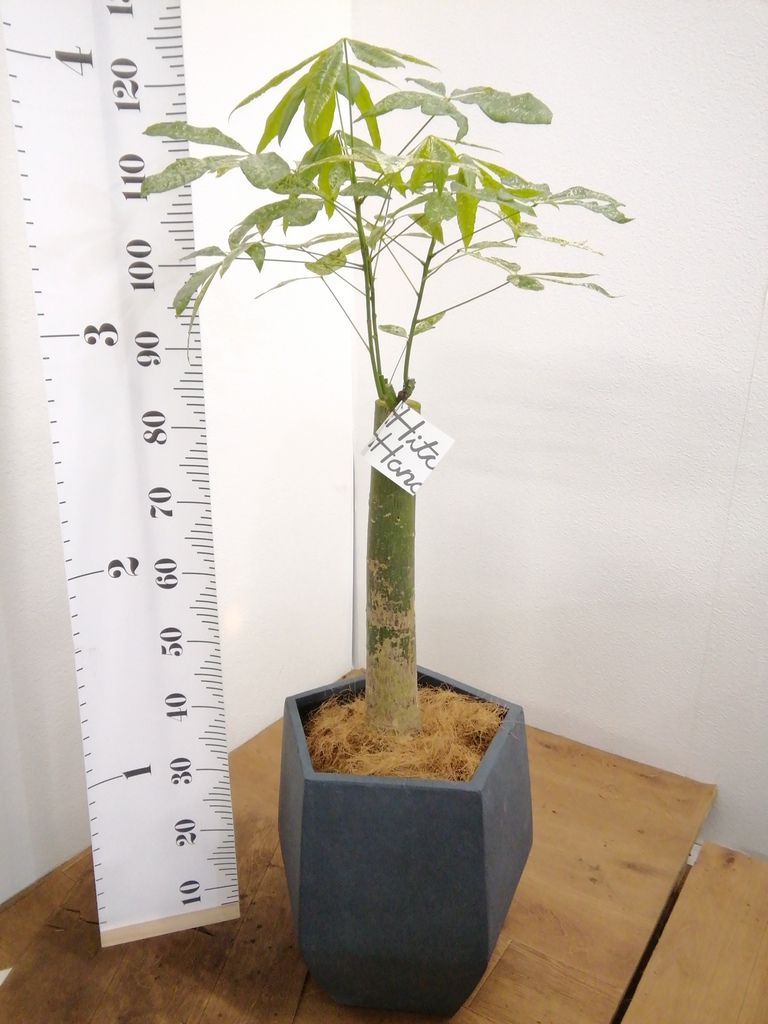 観葉植物 パキラ 8号 朴 斑入り プラスチック鉢 | 観葉植物なら
