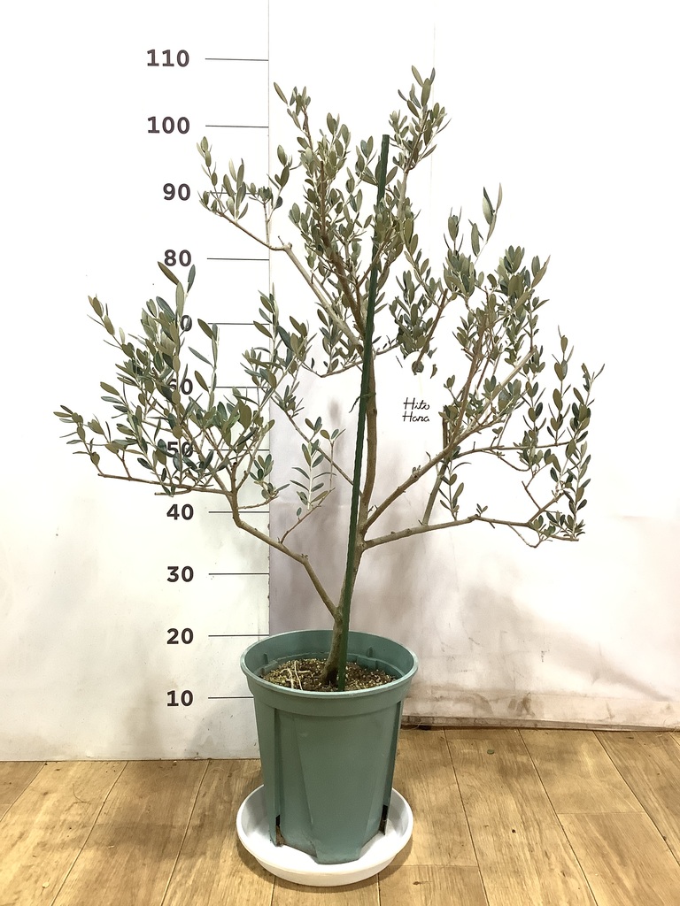 観葉植物 オリーブの木 8号 マンザニロ プラスチック鉢 / 小倉園