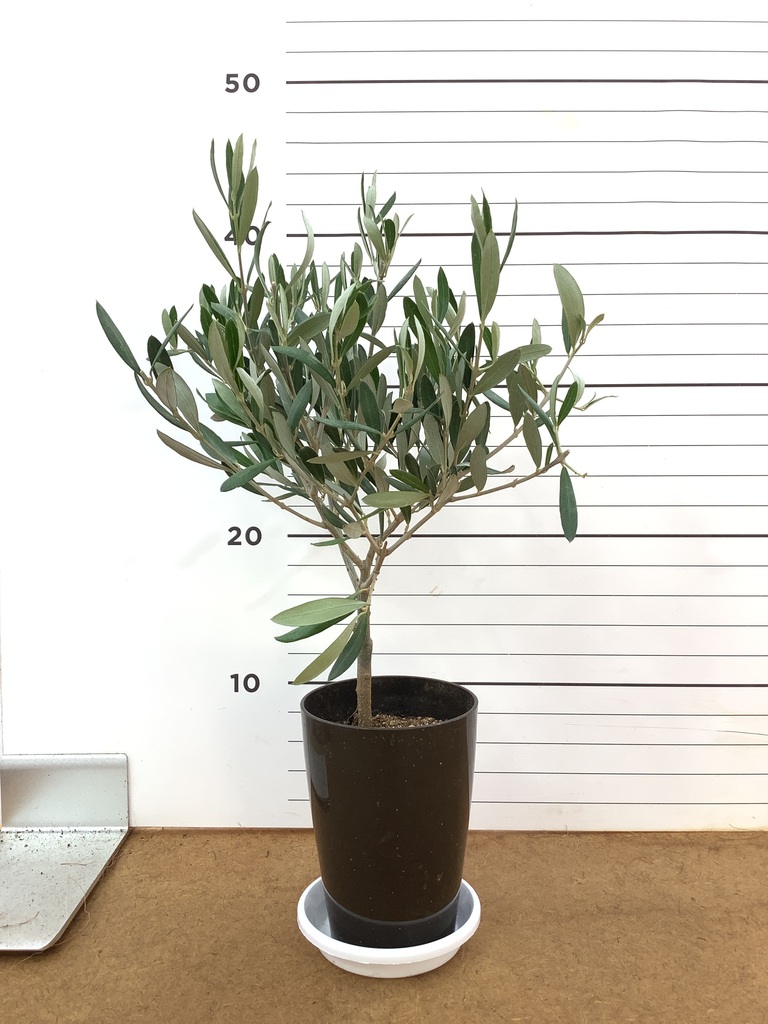 観葉植物 オリーブの木 3号 創樹プラスチック鉢 | 観葉植物なら 観葉植物 オリーブの木 3号 創樹プラスチック鉢 | 観葉植物なら