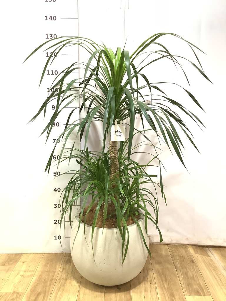 ドラセナ カンボジアーナ 8号 | 観葉植物通販HitoHana(ひとはな)