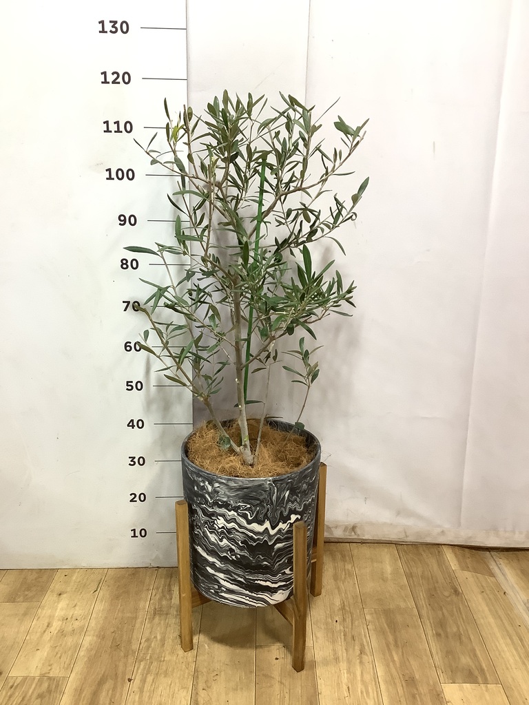 観葉植物 オリーブの木 8号 コラティーナ (コラチナ) ベータ キューブ 