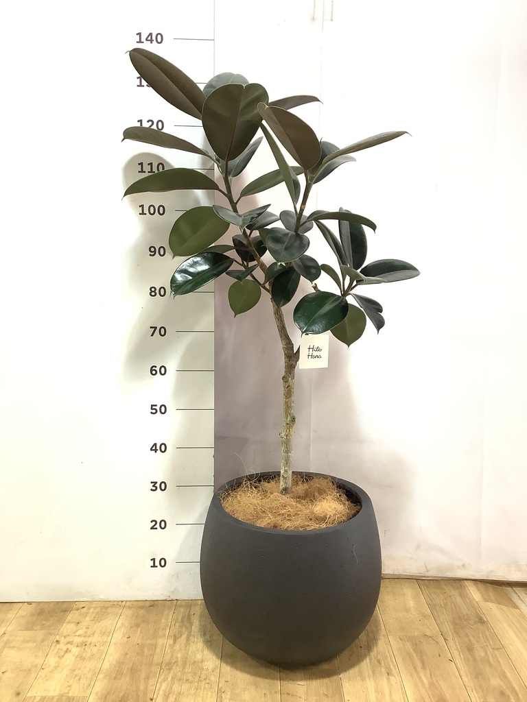 観葉植物 フィカス バーガンディ 8号 ノーマル バスク ミドル ホワイト