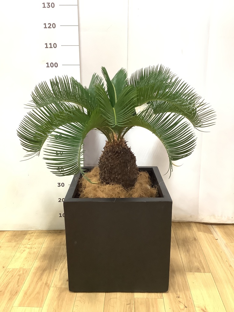観葉植物 ソテツ 10号 キューブ ラテルストーン 付き | 観葉植物なら