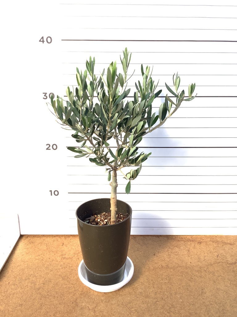 観葉植物 オリーブの木 3号 創樹プラスチック鉢 | 観葉植物なら