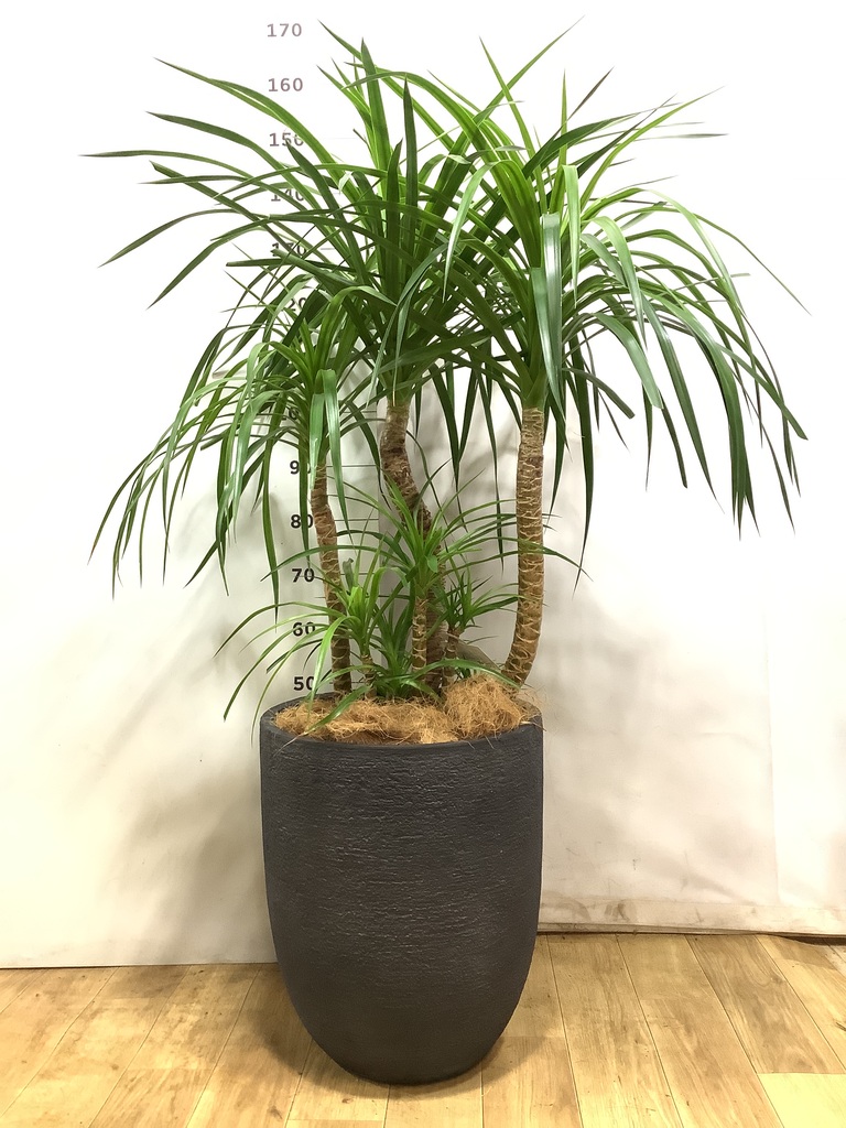 ドラセナ カンボジアーナ 10号 | 観葉植物通販HitoHana(ひとはな)