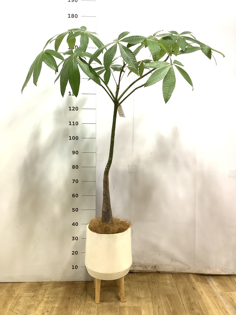パキラ パラソル | 観葉植物の通販ならHitoHana（ひとはな）