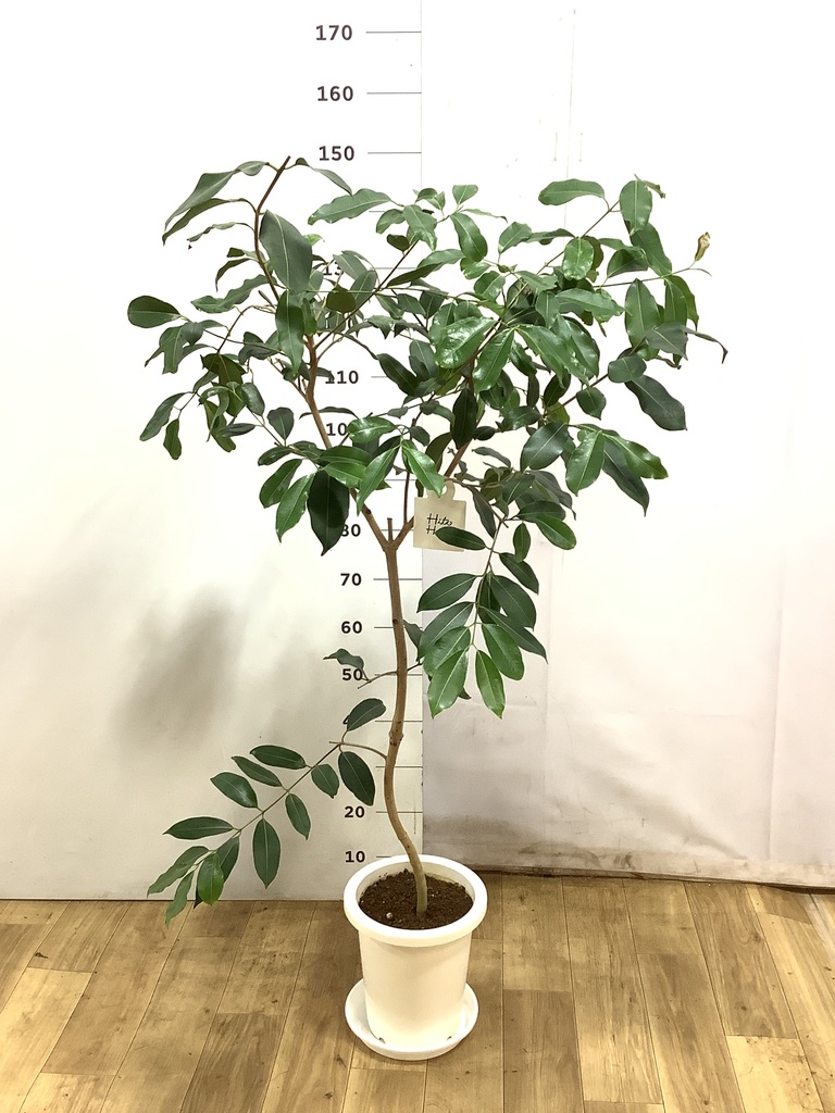 現品　アマゾンオリーブ　30番　オリーブ　観葉植物　希少　インテリアグリーン アマゾンオリーブ | GOOD2BASE｜グッドツーベース