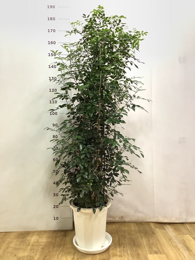 観葉植物 シルクジャスミン 10号 プラスチック鉢 | 観葉植物なら