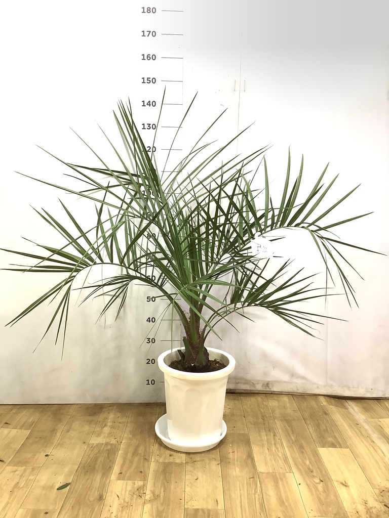 観葉植物 ヤタイヤシ 10号 プラスチック鉢 | 観葉植物ならHitoHana