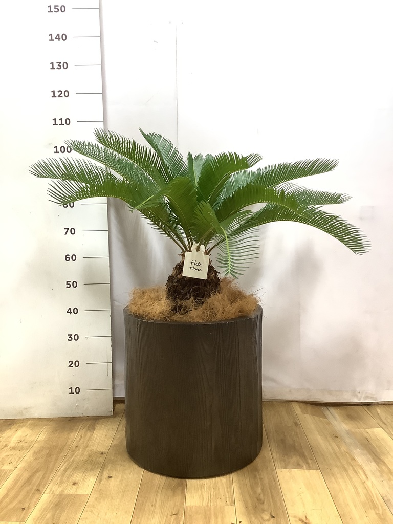 観葉植物 ソテツ 10号 ジュピター 白 付き | 観葉植物ならHitoHana