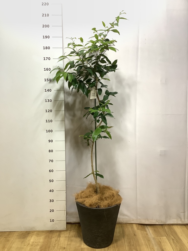 観葉植物 アマゾンオリーブ (ムラサキフトモモ) 10号 リブバスケット