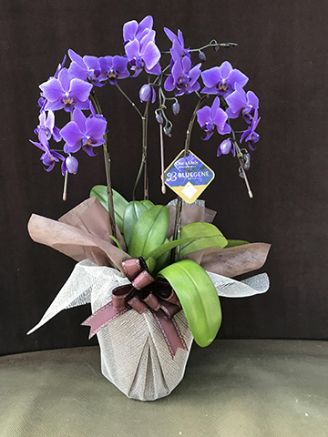 胡蝶蘭ブルージーンの通販 | HitoHana（ひとはな）