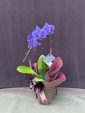 胡蝶蘭ブルージーンの通販 | HitoHana（ひとはな）