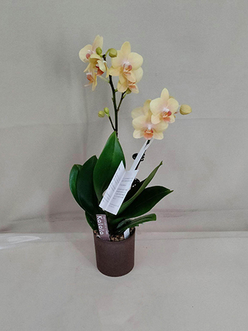 ミニ胡蝶蘭 黄色 2本立ち ウッド(茶)鉢付き | 胡蝶蘭ならHitoHana(ひと