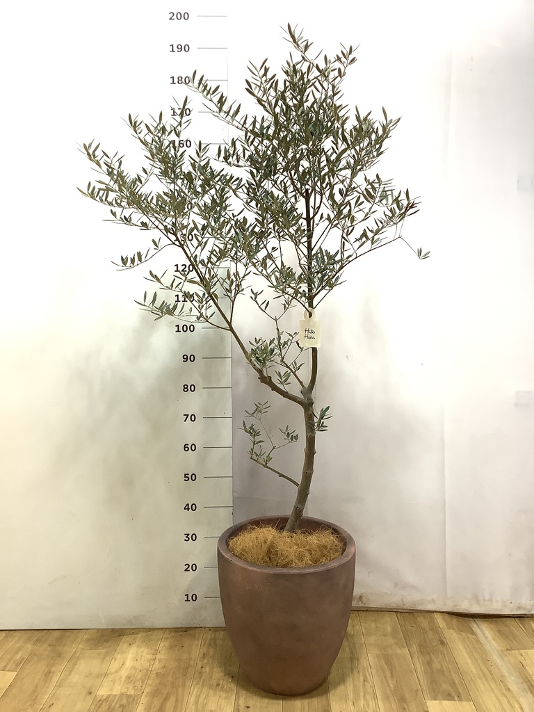 観葉植物 オリーブ 9号 創樹 プラスチック鉢 | 観葉植物ならHitoHana