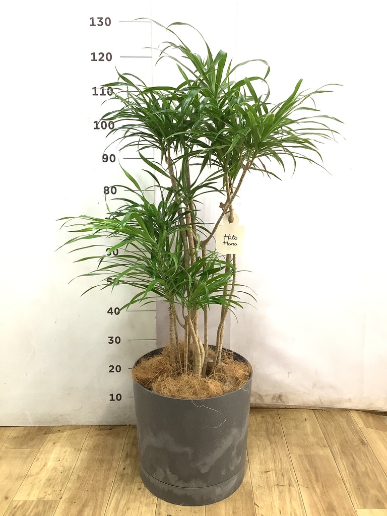 観葉植物 ドラセナ リフレクサ 8号 エステリ グリーン 付き | 観葉植物
